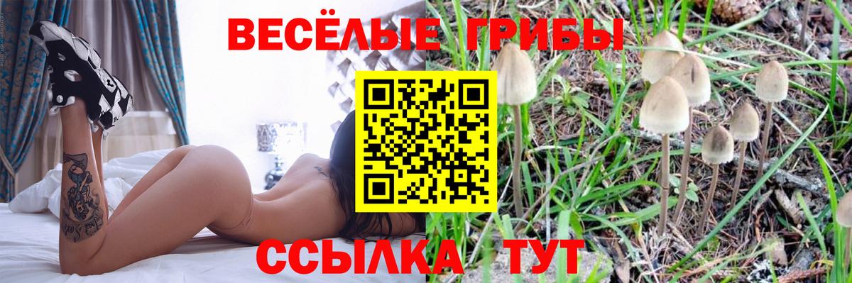 Альфа ПВП Малгобек