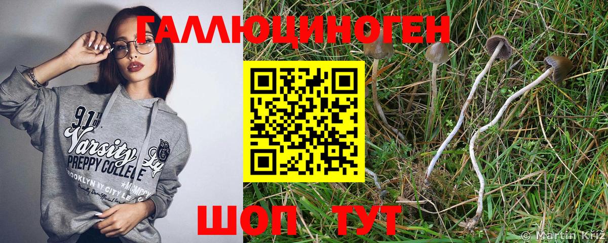 Галлюциногенные грибы Psilocybine cubensis Малгобек